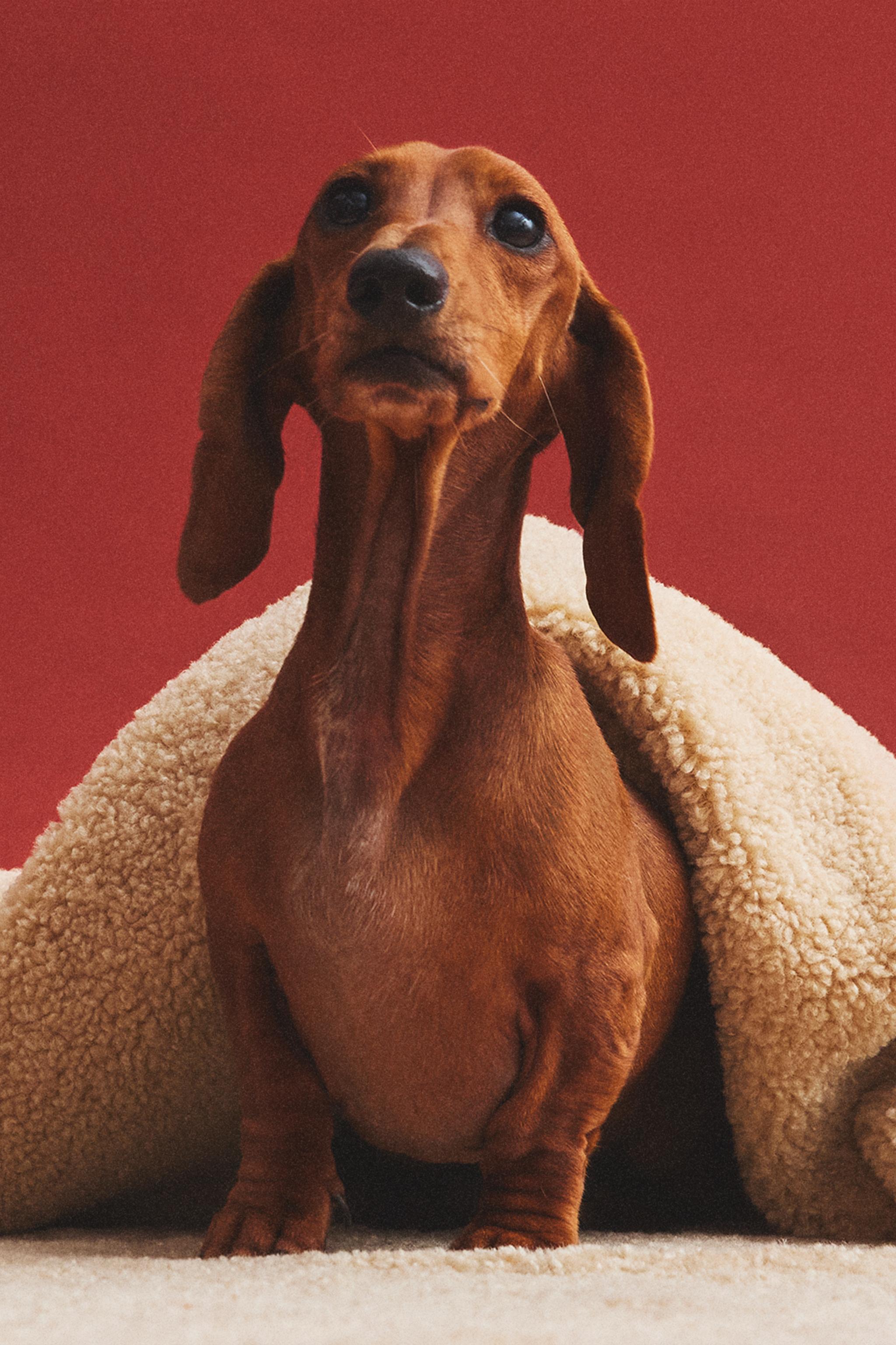 SMALL CHECK PET BLANKET